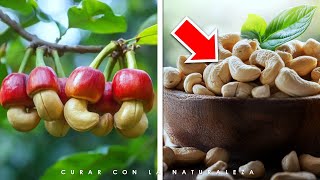 Beneficios Del Marañón Fruta, Semilla, Propiedades, Usos Para Tu Salud