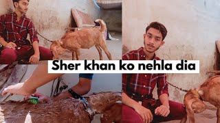 Sher Khan ko Nahlaya bht Ganda hugya tha 😯|Asad Khan Ghouri|Sher khan|