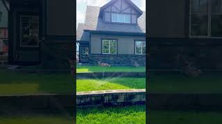 Cute mule deers chilling in front of sprinklers in a hot summer day at Waterton Lakes National Park