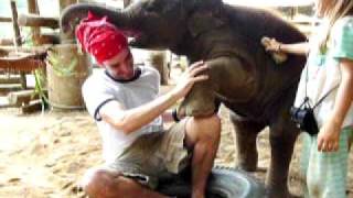 Playing with a 3 month old baby elephant