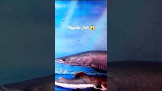 முதலை மீன் 😱🐟🔥 #shortsfeed #short #trending #aligator #fish #fun #entertainment #viralvideo #feed 😲