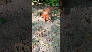 🐿️Eat carefully🤣#squirrel #shorts #animals #cute #동물 #动物 #松鼠 #eating #nature #funny #吃货 #poland