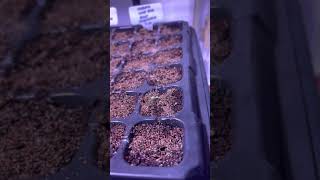 JANUARY INDOOR GROWING | Winter Sown | Flowering Plants | Zone 8b