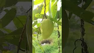 mangga super asli di pohon.#shorts