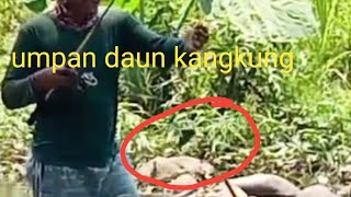 mancing ikan nila menggunakan umpan daun kangkung