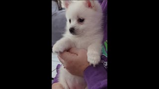 Pomsky Puppy Cupcake