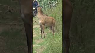 नीलगाय❤, बाइक वाले को देखकर भागी #nilgai #bluecow #animals #wildlife #shortsfeed #ytshortsindia