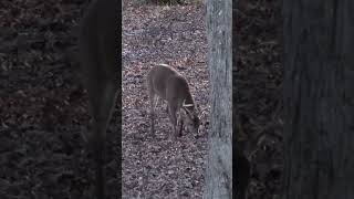 DID SHE HIT OR MISS? #deerhunting #hunting #deer #outdoors #deerhunting #riflehunting #whitetail