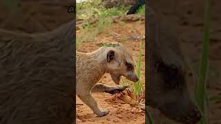 Musang vs kalajengking  #animals #satwa #hutan