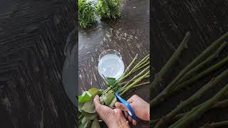 arranging store bought flower bouquet into a vase #bouquet #flowers #vase #arrangement #art #roses