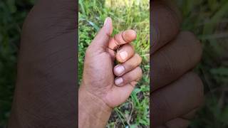 Cool, bright green grass insect #insects #insects #fishing #nature