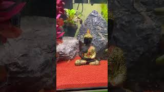 Small planted tank #shorts #youtubeshorts