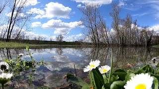 ARIANO nel POLESINE - [ il GRANDE fIUME in PIENA ] - DELTA DEL PO