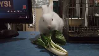 21 second video of my rabbit eating