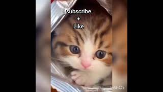 funny and cute cat compilation tiktok