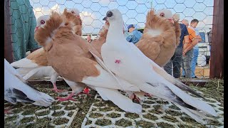 RADOM Gołębie pigeons targ Andrzej W. 17.08.2024 cz.3/3💥Gołębie jasne i wyszwance Andrzeja Radom💥