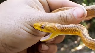 How to Stop the Snake Bite