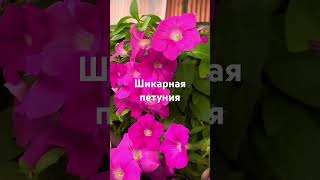 Петуния сорт Wave Pink