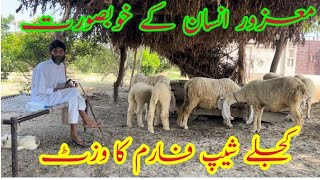 A old sick man visit old Beautiful and small sheep farm|Sheep farming in Pakistan