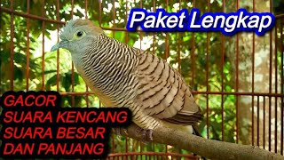 Perkutut Paket Lengkap - Gacor suara besar kenceng Joss