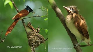 Young Indian Pradise Flycatcher amazing behaviour before taking first flight