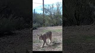 Variety pack of critters #trailcam #wildlife #nature