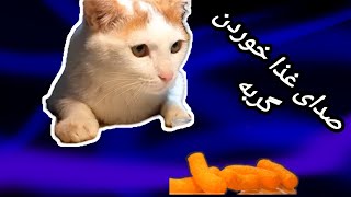 The pleasant sound of a cat eating (3)