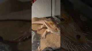 Feeding a lizzard