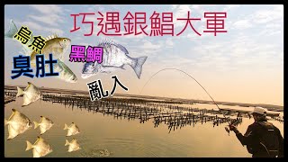 磯釣 黑鯛 臭肚 烏魚 亂入