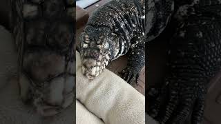 Spoiled Tegu sleeping on her heat pad