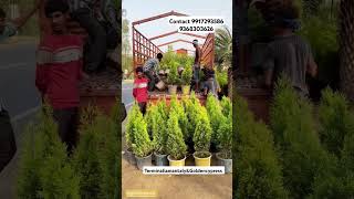 Terminaliamantaly Goldencypress bulk quantity available Wholesalenursery #gardeningandlandscaping