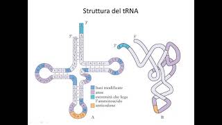 biologia molecolare del gene 6