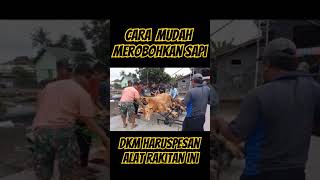 VIRAL CARA MUDAH MEROBOHKAN HEWAN SAPI DENGAN MUDAH TANPA MENYAIKITI LAMA,  MET IDUL QURBAN 1444H YA