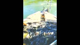 fishing, carp, carp fishing, Farming simulator carp fishing #santara #ytshort #video