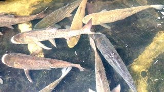 Store Big Eig fish ground mini pond, Faruk Fisheries Breeding Center