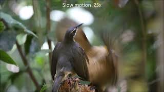 Victoria's Riflebird    young males dancing