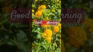 Good morning #happystatus #goodmorningstatus #goodmorning #status #trendingreels #flowers #ytshorts