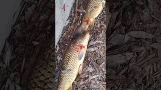 Decent for 2 hours of fishin! #subscribe #shorts #browntrout #commoncarp #fishing #river #fish