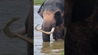 Raju🐘🌊|Like & Subscribe #raju #tusker #like #subscribe #tuskology