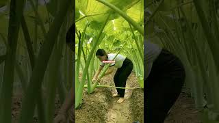 Amazing agriculture #shorts