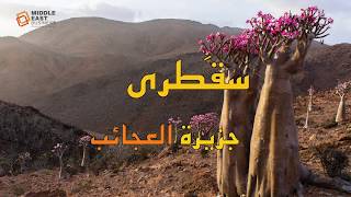 سقطرة - جزيرة العجائب     Socotra in Yemen