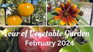 Tour of my Vegetable Garden February 2024. Organic Gardening Zone 9 10