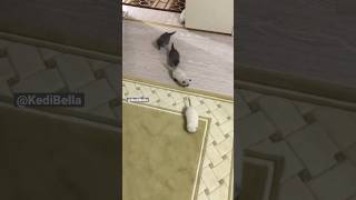 Özel Harekat Kedileri #shorts #keşfet #cat #kitten #akış #pişik #keşfet #kediler #challenge #eğlence