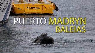 Avistagem de baleias em Puerto Madryn, Chubut, Argentina