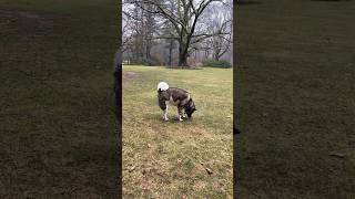 Snowdrops and our Akita Christine