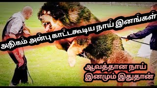 4 Most Powerful Dogs in the World ||in Tamil || India dog |#OnlyTamillanguagedog videos||