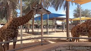 Emirates park zoo UAE . Must visit