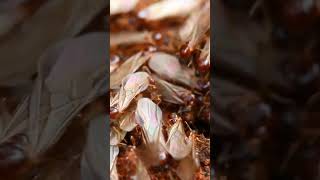 Mysterious  Fairy Circles of Namibia