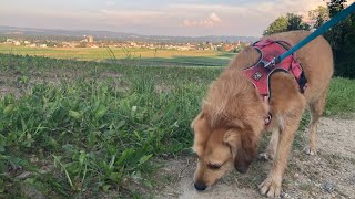 スイス🇨🇭夕方のお散歩