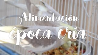 Alimentación en época de cría en LOROS